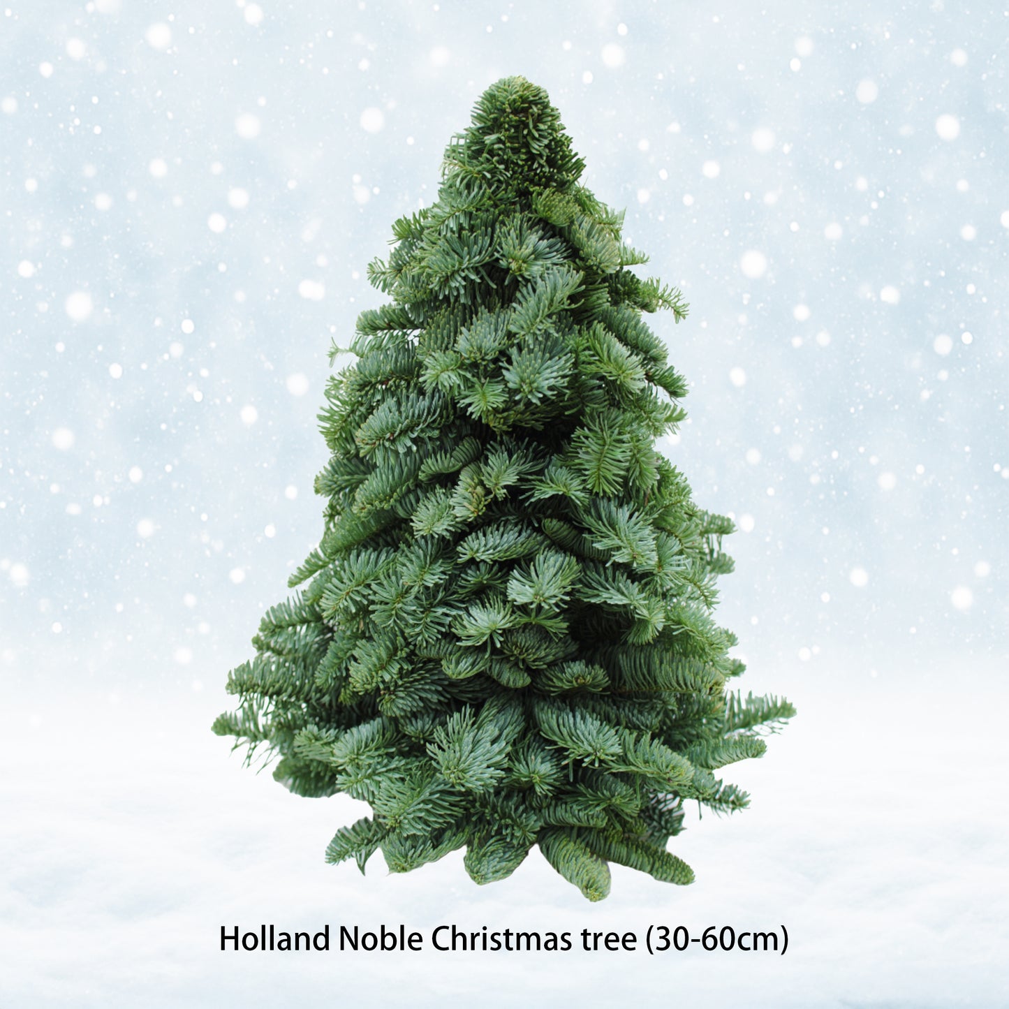 【Buy more, Save more!】Holland Nobilis Wreath & Tree