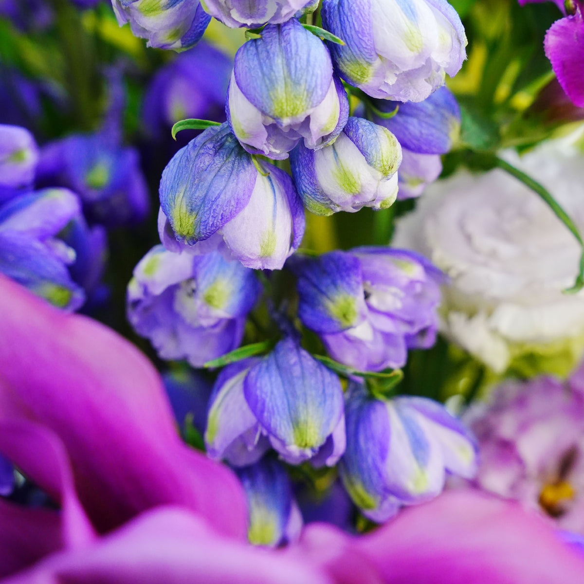 Lilac Fortune