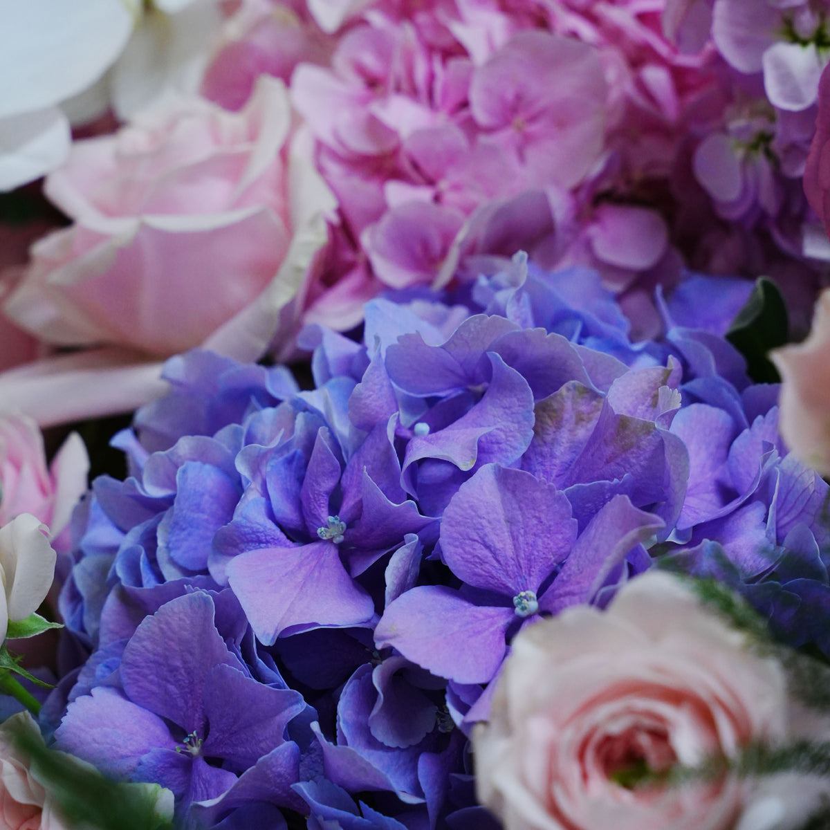 Blooming Grace