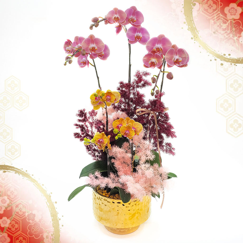 Phalaenopsis Orchids - Butterflies in Sakura colours