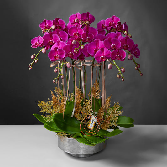 Taiwan phalaenopsis orchids - Double happiness - 8 stems - Purple