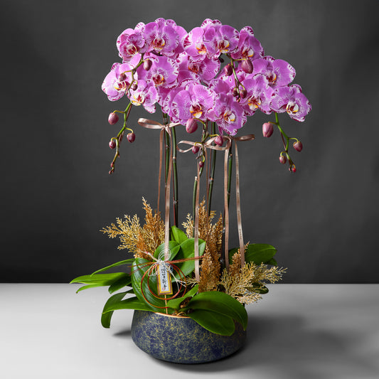 Taiwan phalaenopsis orchids - Golden treasure - 5 stems - Pink and purple