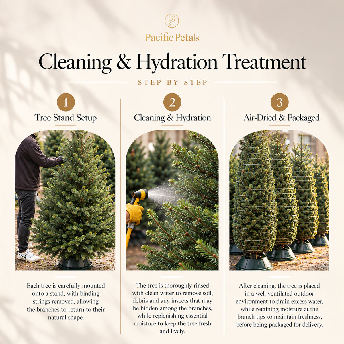 $200 Christmas Tree Hydration Treatment