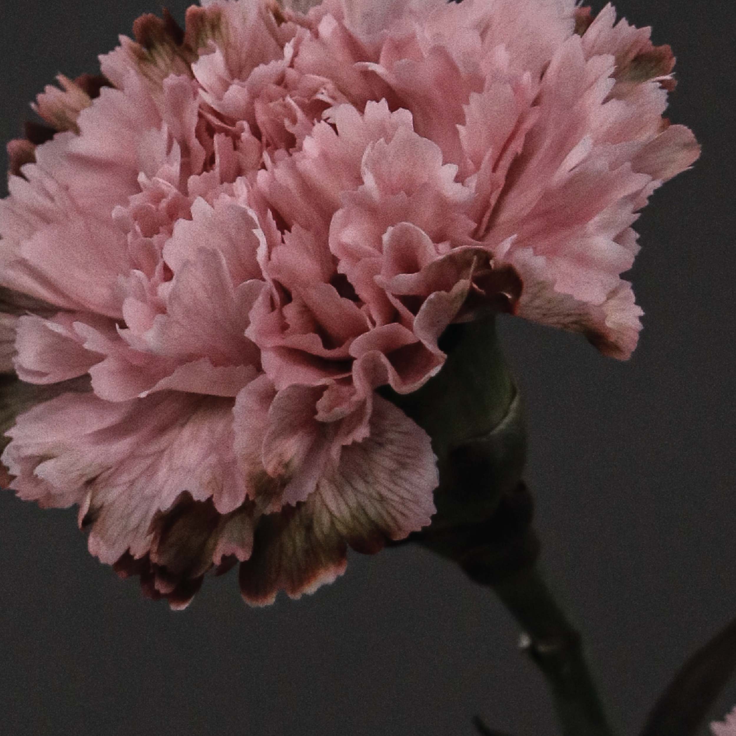 Mother's Day Bouquet fresh flower carnation