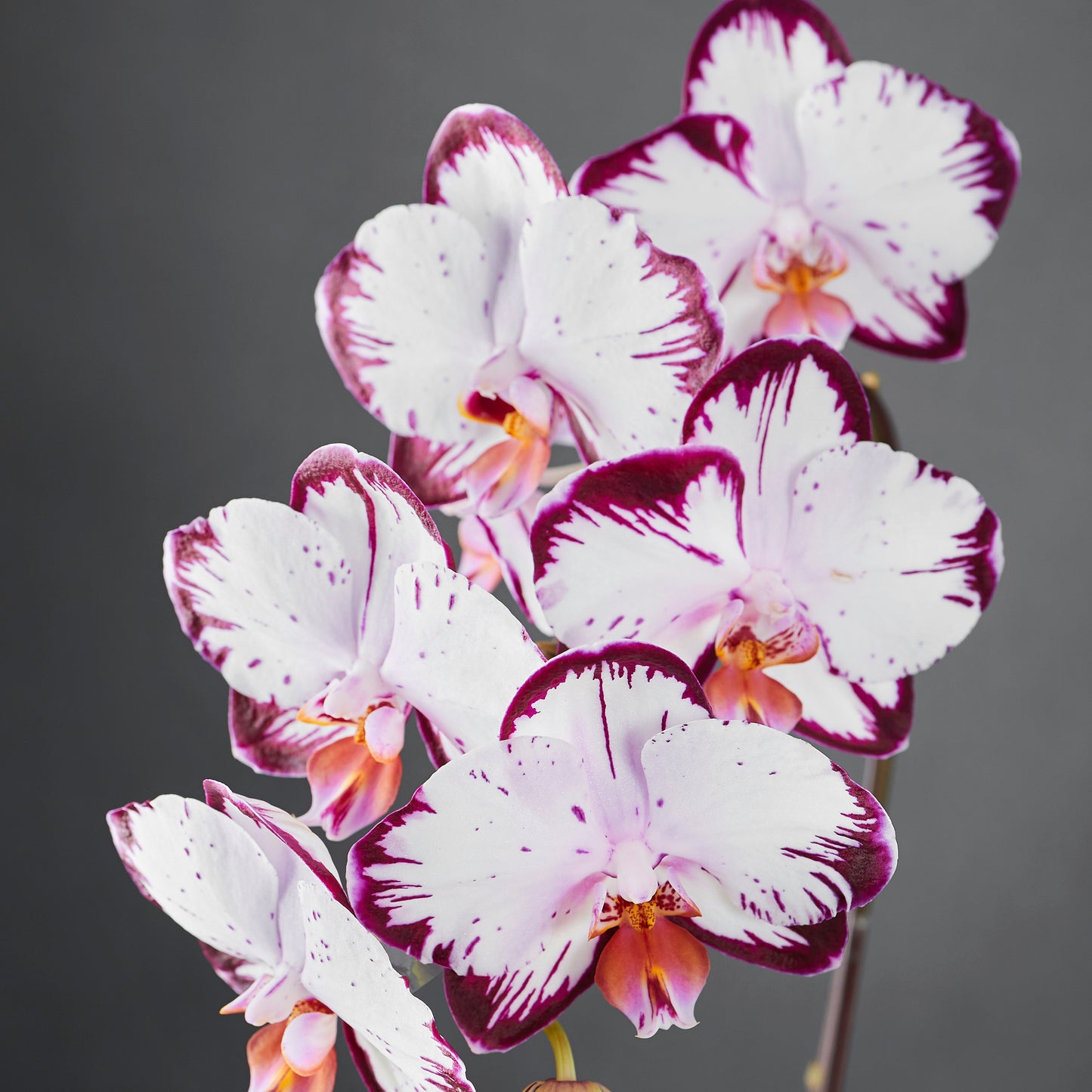 White purple orchid