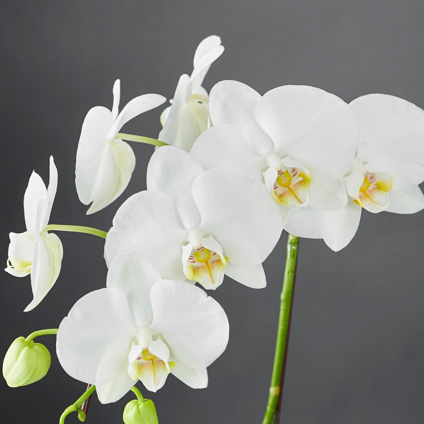 White orchid