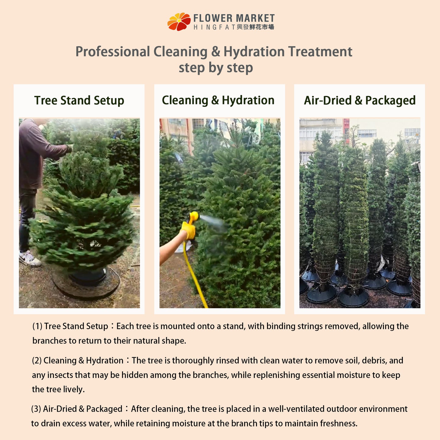 Premium Noble Fir Christmas Tree