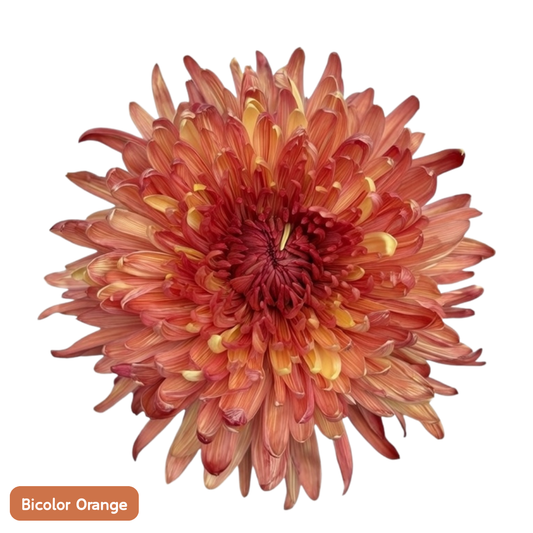 CNY Flowers - Vietnam Tinted chrysanthemum 70cm (5stems)