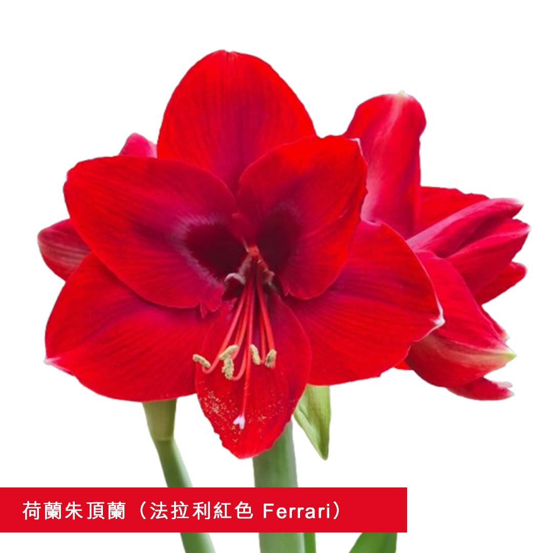 Premium Grade CNY Flowers - Holland Amaryllis