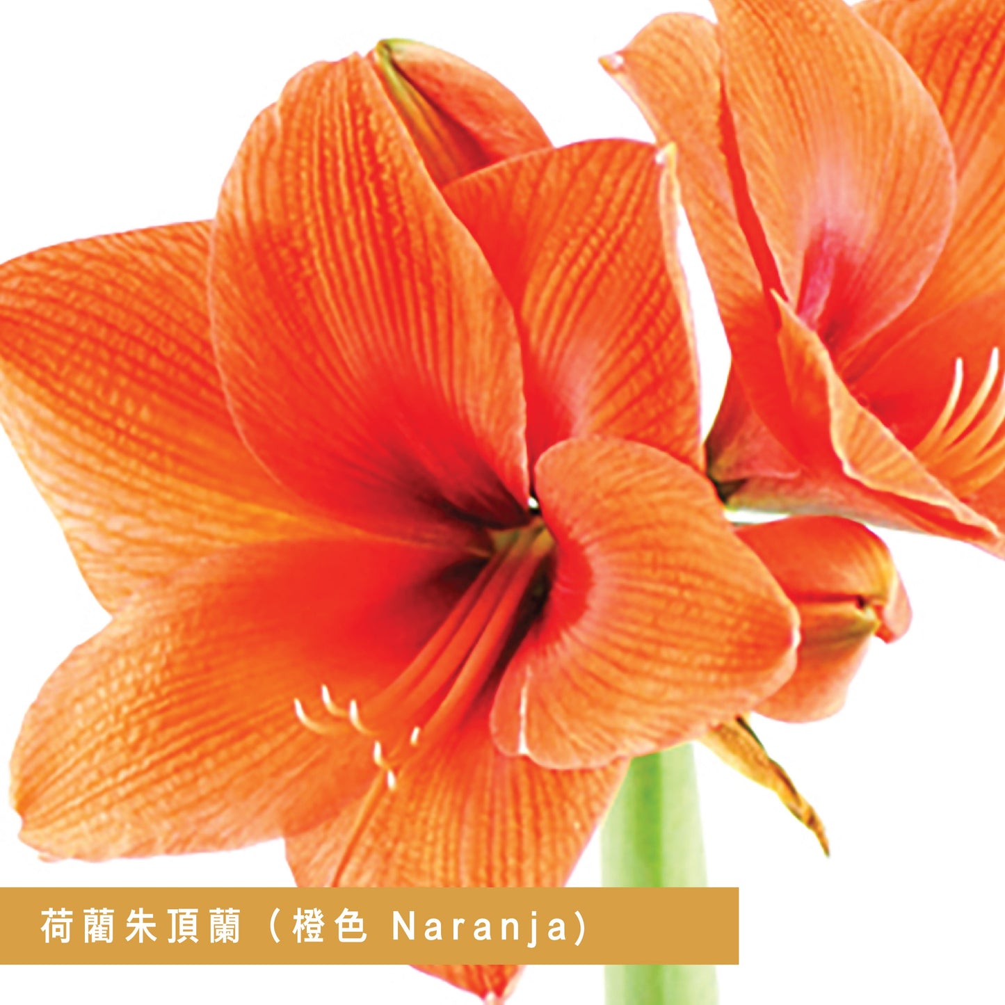 Premium Grade CNY Flowers - Holland Amaryllis