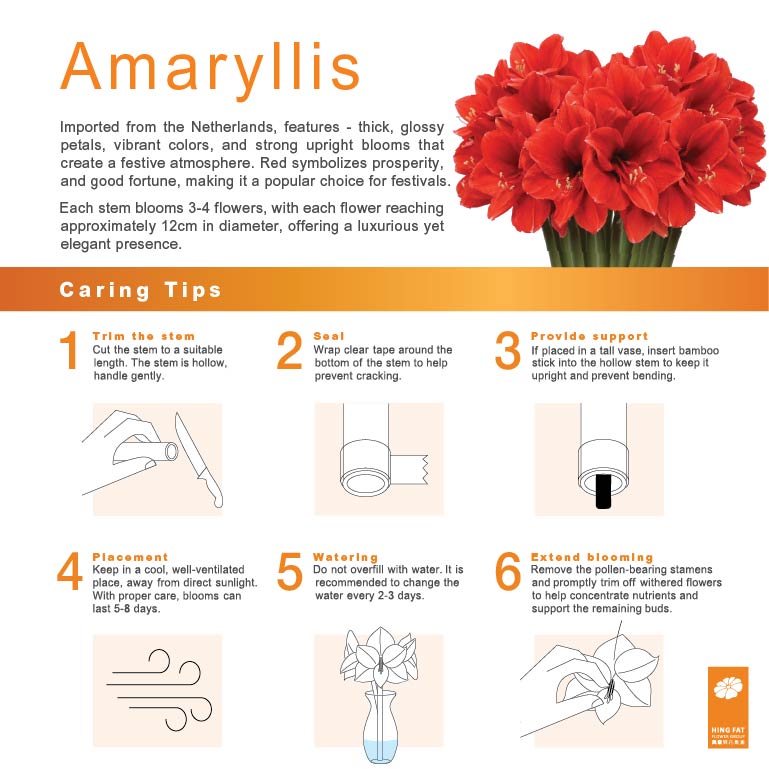 Premium Grade CNY Flowers - Holland Amaryllis