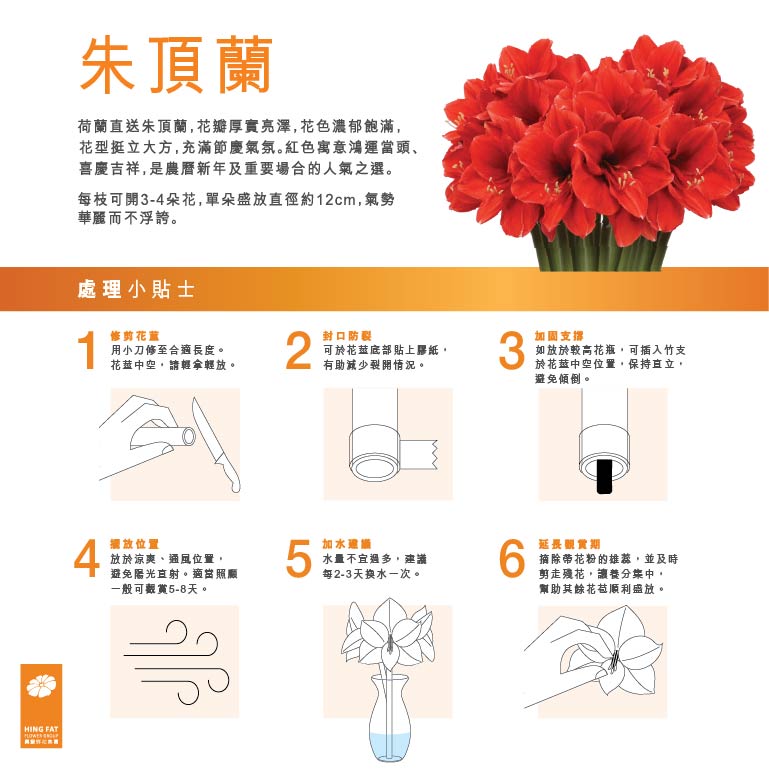 Premium Grade CNY Flowers - Holland Amaryllis