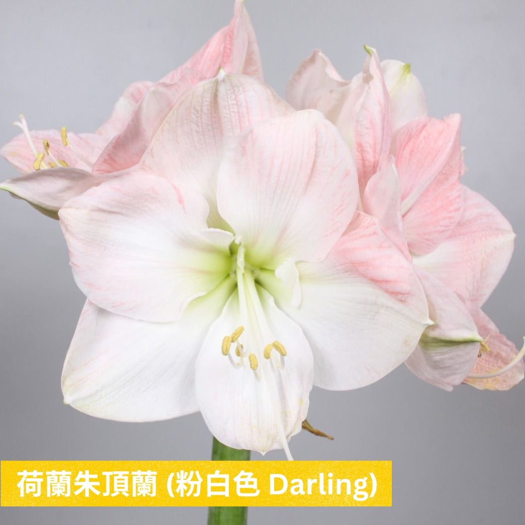 Premium Grade CNY Flowers - Holland Amaryllis
