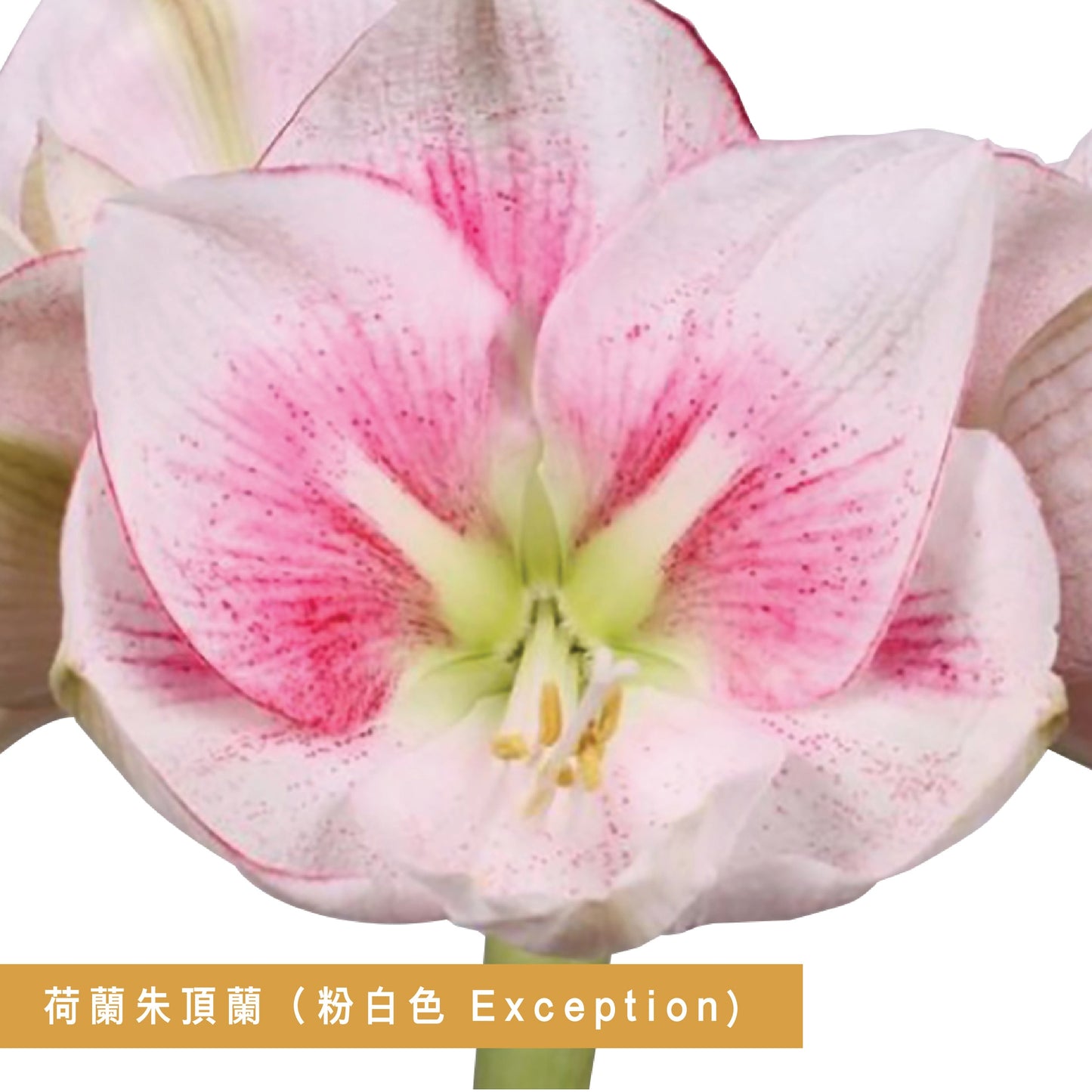 Premium Grade CNY Flowers - Holland Amaryllis