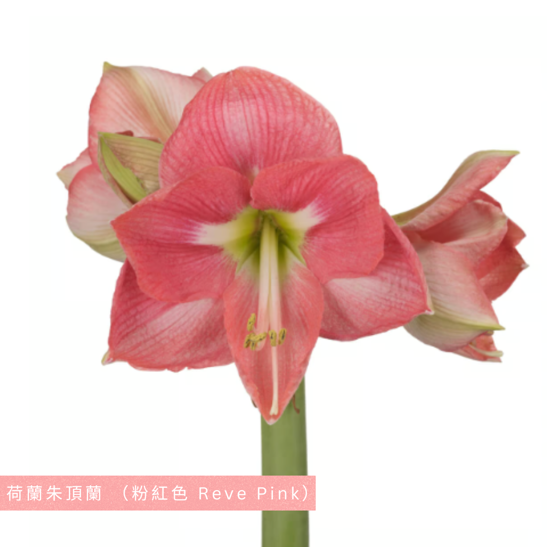 Premium Grade CNY Flowers - Holland Amaryllis