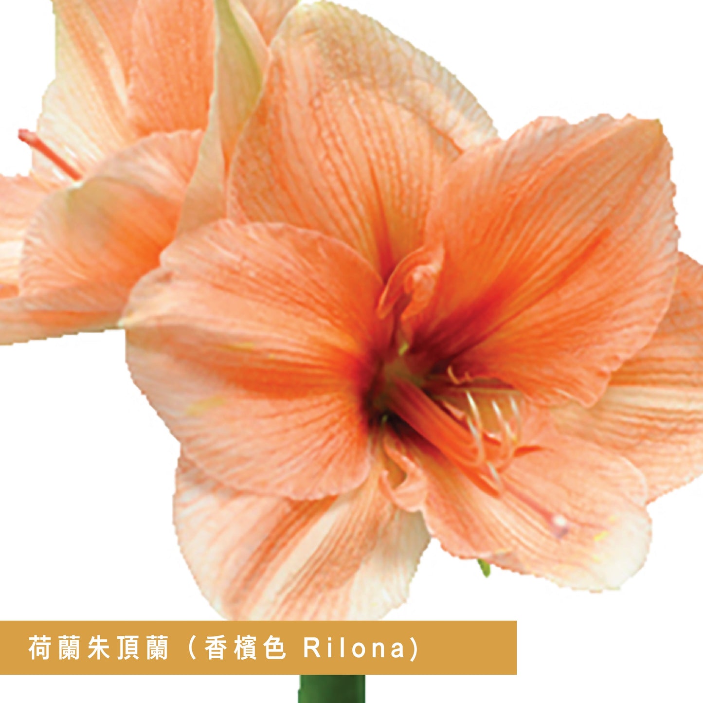 Premium Grade CNY Flowers - Holland Amaryllis
