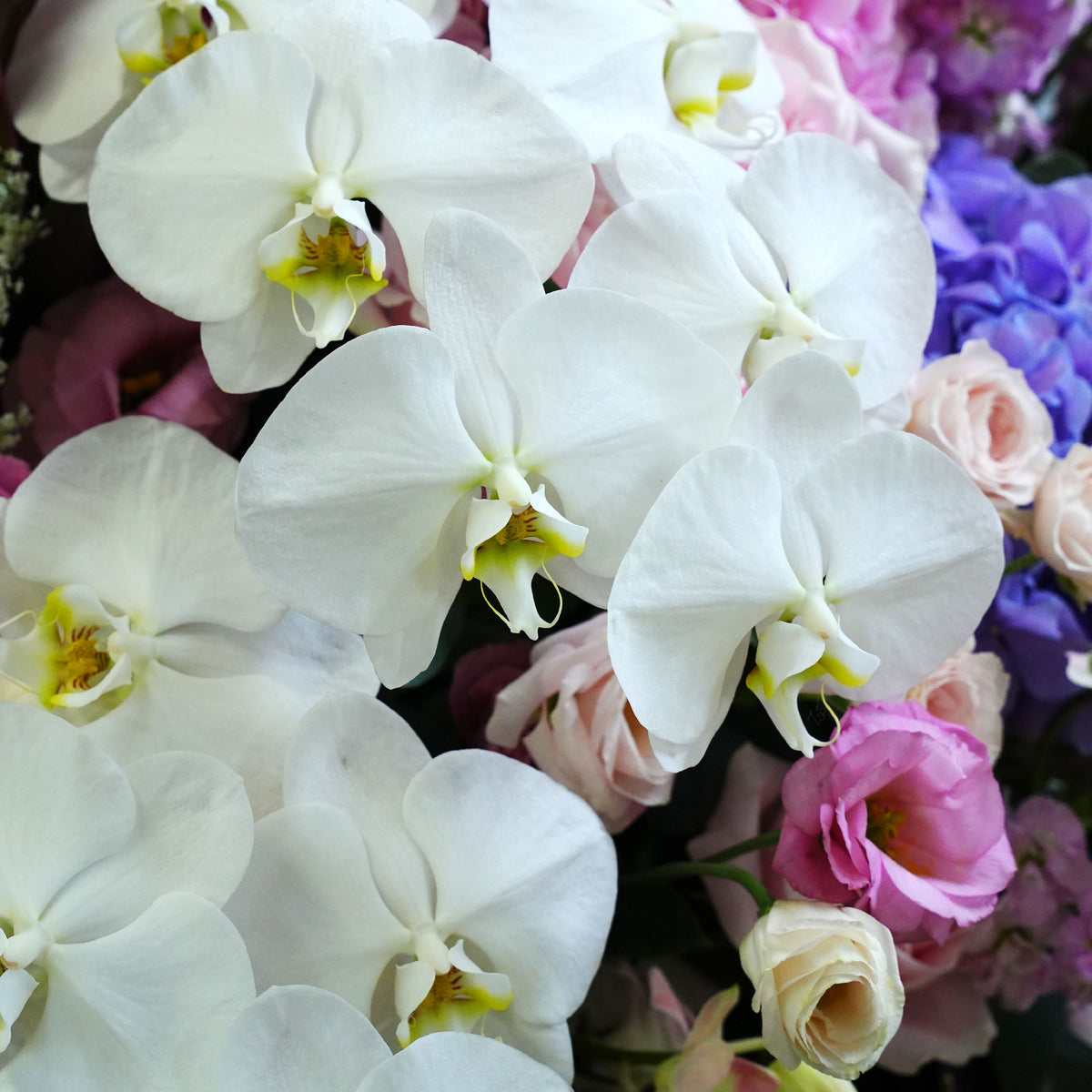 Blooming Grace