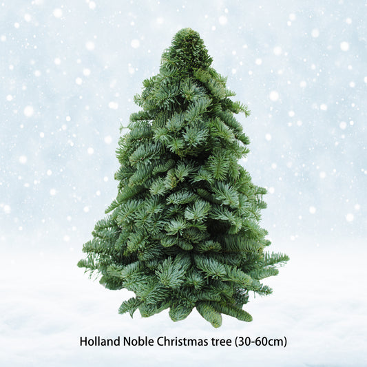 Holland Noble Christmas Tree (30-60cm)