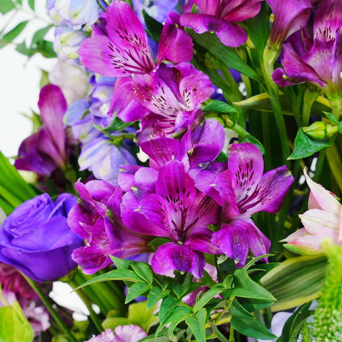 Lilac Fortune