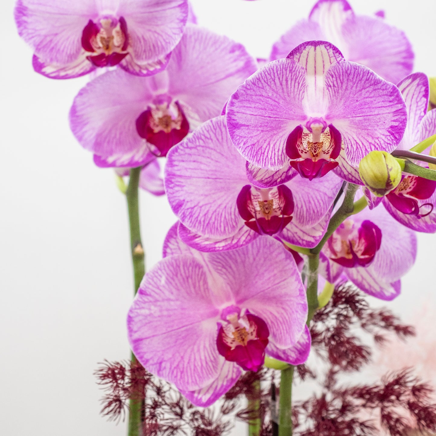 Phalaenopsis Orchids - Orchid blossoming in Sakura snow