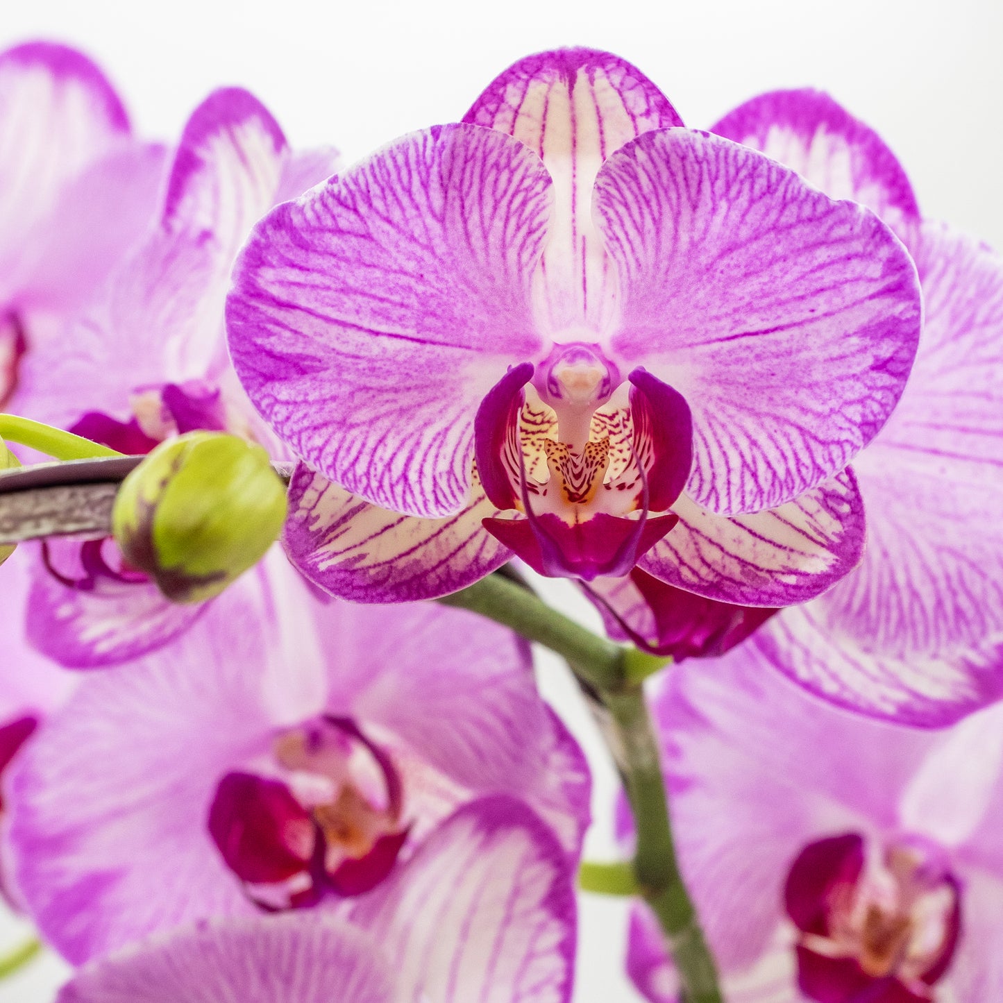 Phalaenopsis Orchids - Orchid blossoming in Sakura snow