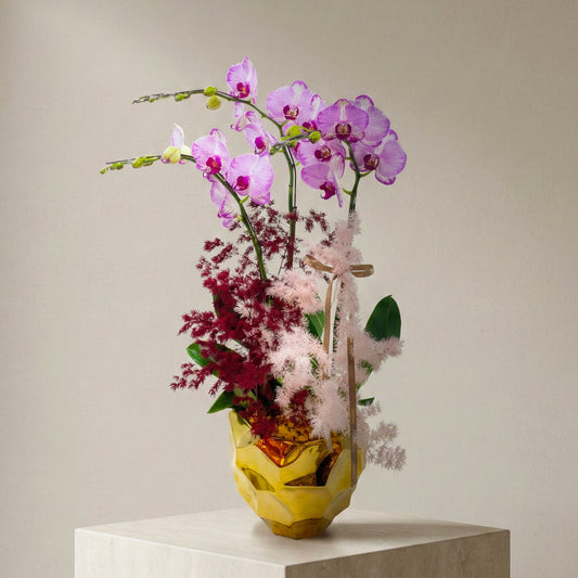 Phalaenopsis Orchids - Orchid blossoming in Sakura snow