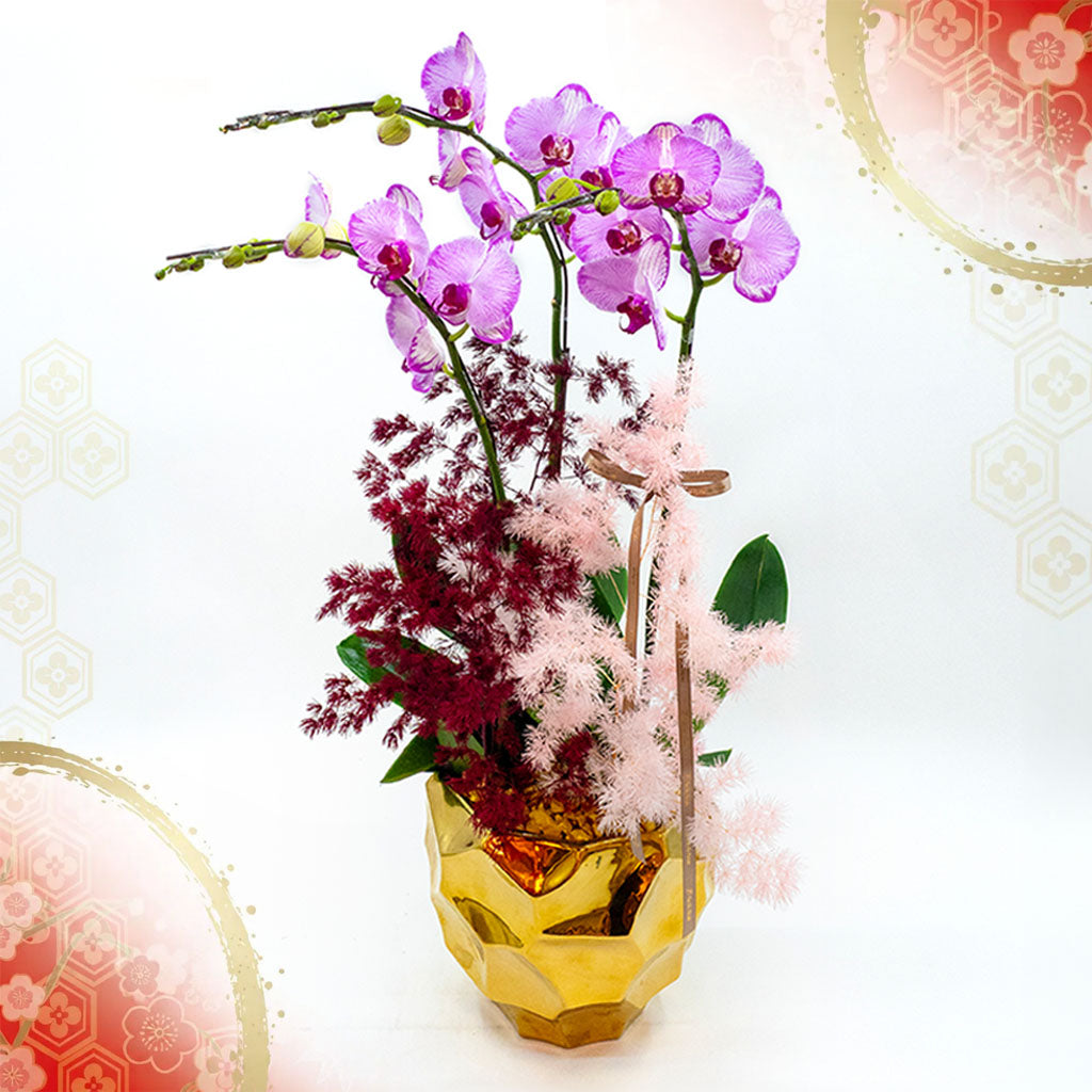 Phalaenopsis Orchids - Orchid blossoming in Sakura snow