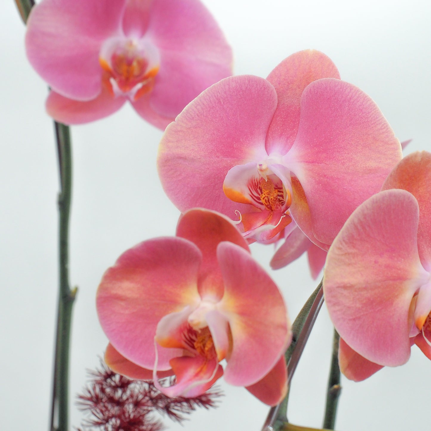 Phalaenopsis Orchids - Butterflies in Sakura colours