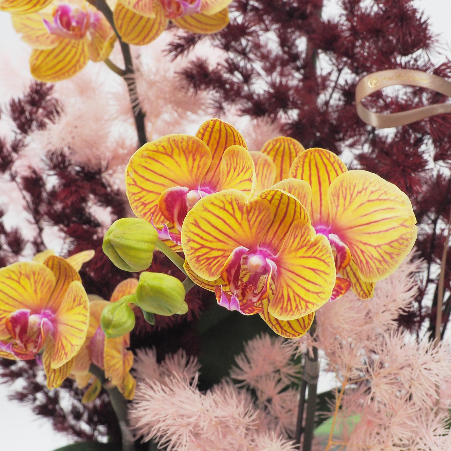 Phalaenopsis Orchids - Butterflies in Sakura colours