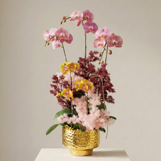 Phalaenopsis Orchids - Butterflies in Sakura colours