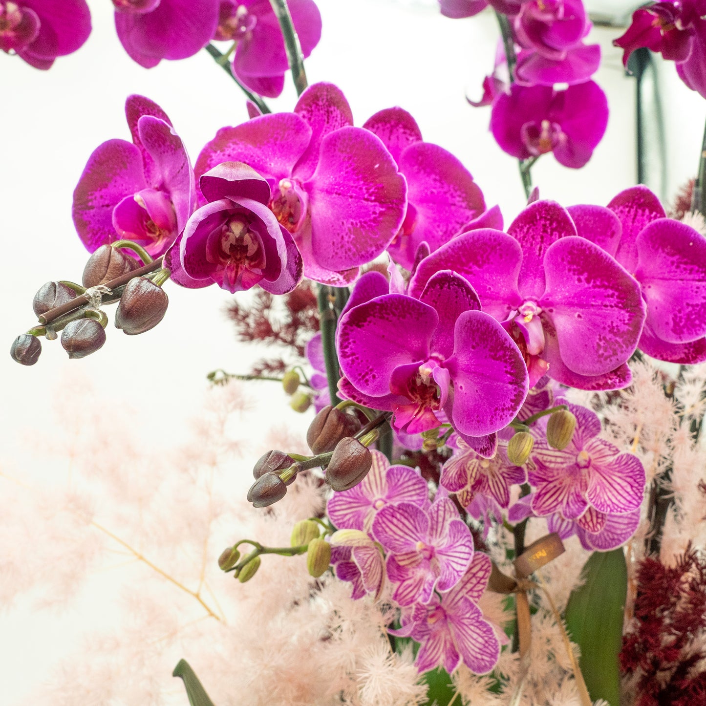 Phalaenopsis Orchids - Butterflies dancing in Sakura Mountain