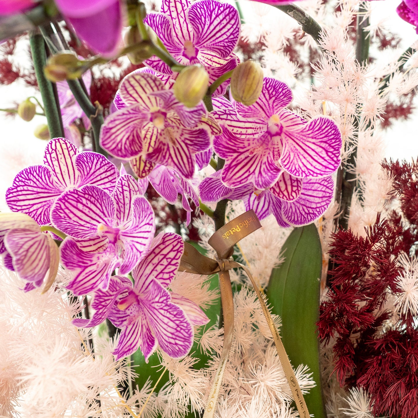 Phalaenopsis Orchids - Butterflies dancing in Sakura Mountain