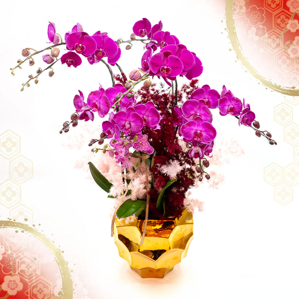 Phalaenopsis Orchids - Butterflies dancing in Sakura Mountain