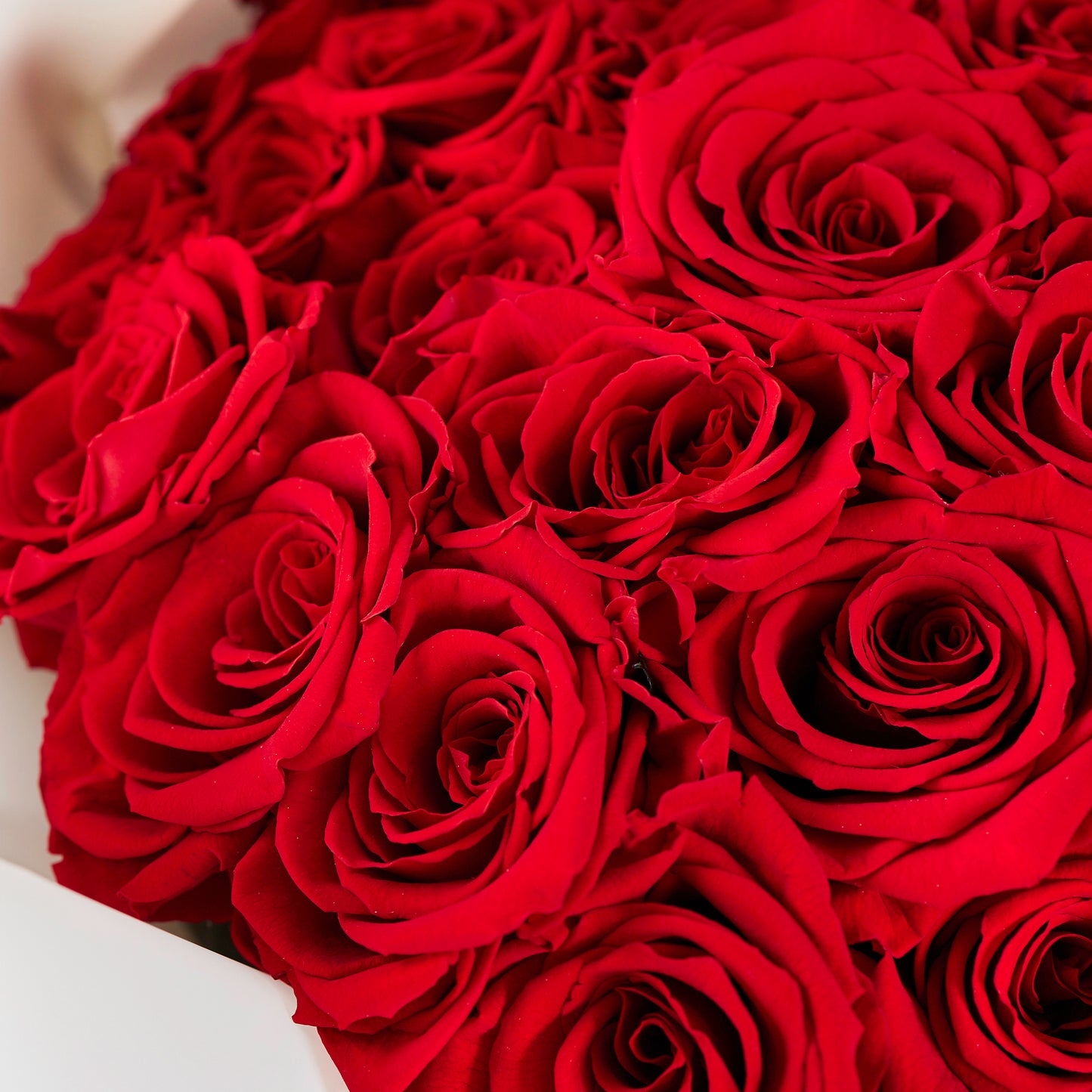 My One & Only (21 pcs Preserved Roses from Ecuador)