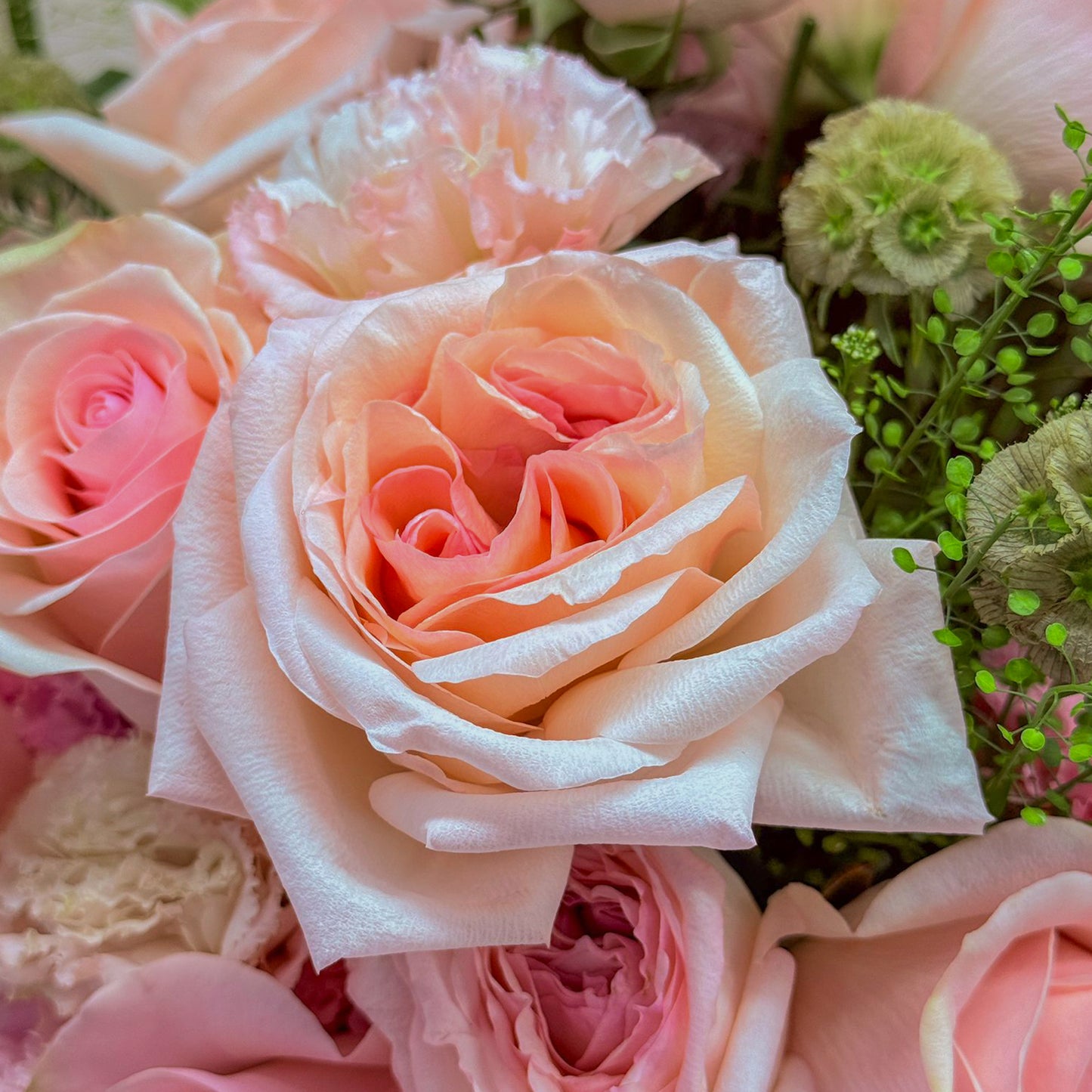 Rosy Radiance