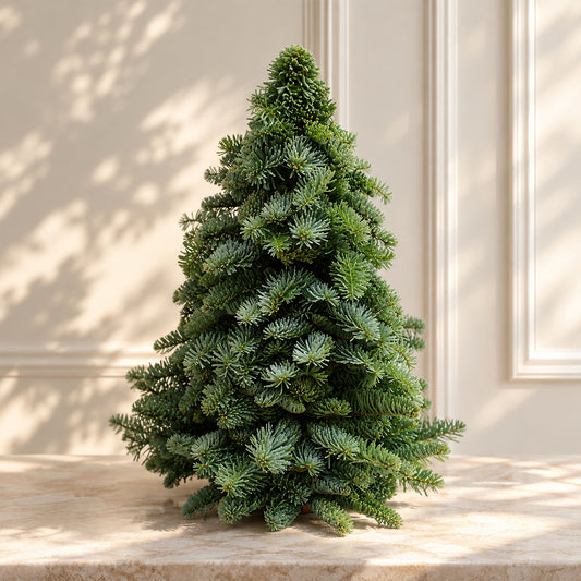 Holland Noble Fir Christmas Tree (Size: 30-60cm)