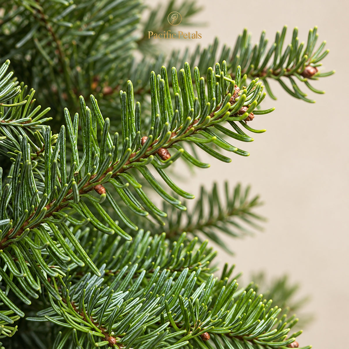 Premium Noble Fir Christmas Tree