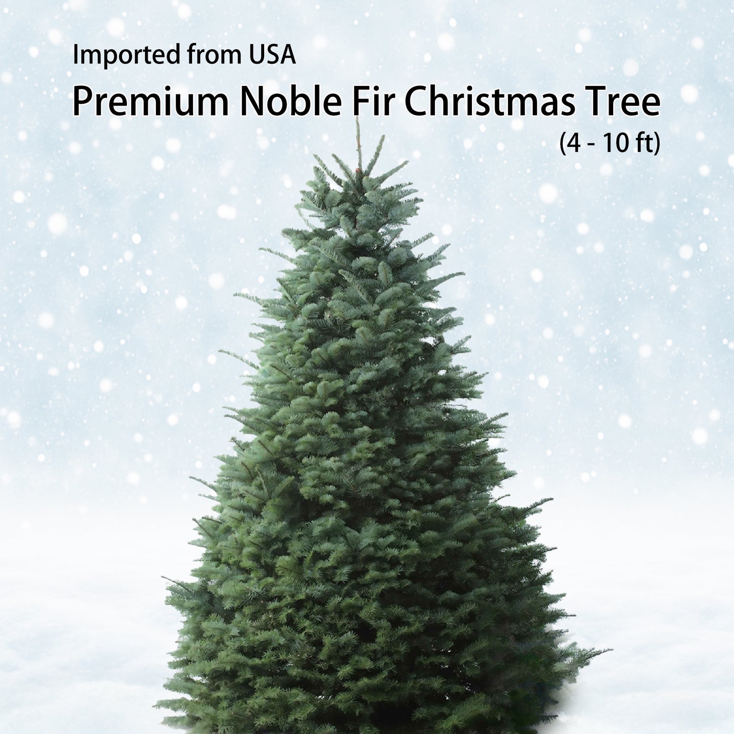 Premium Noble Fir Christmas Tree
