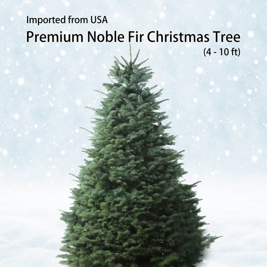 Premium Noble Fir Christmas Tree
