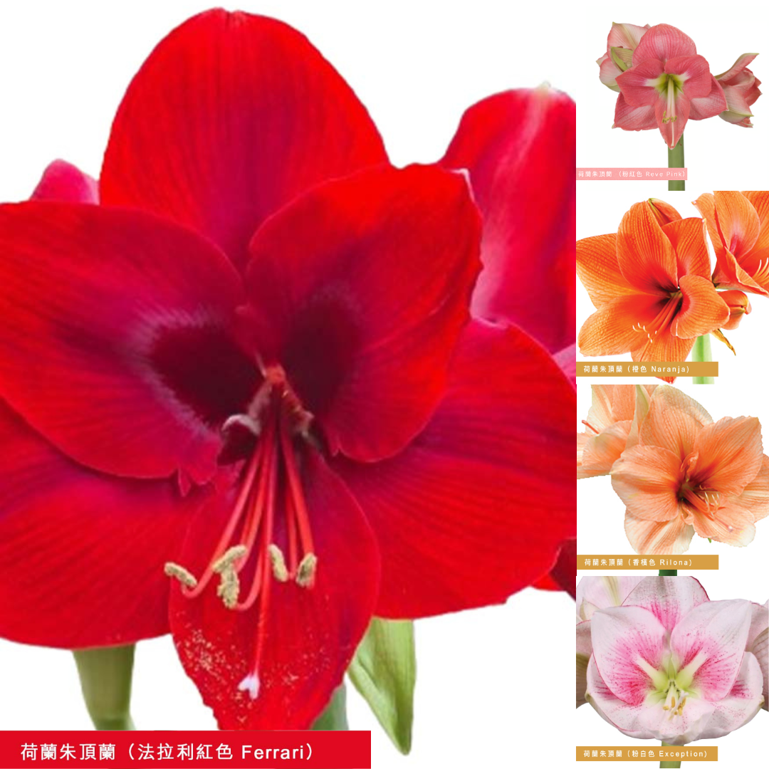 Premium Grade CNY Flowers - Holland Amaryllis