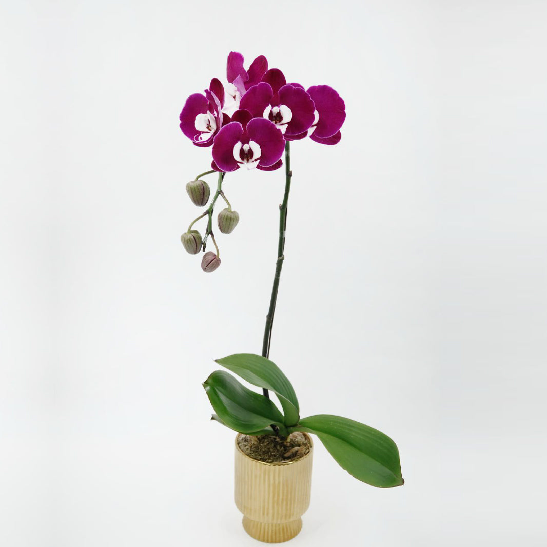 Purple orchid