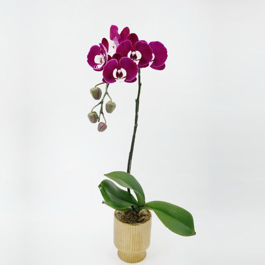 Purple orchid