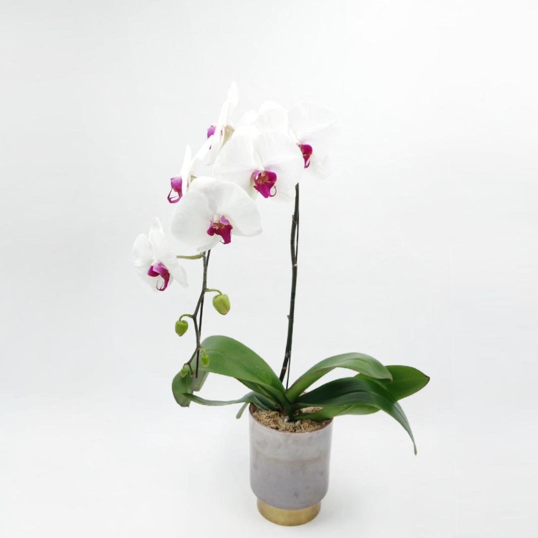 White orchid