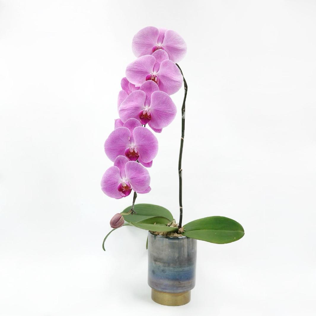 Pink orchid