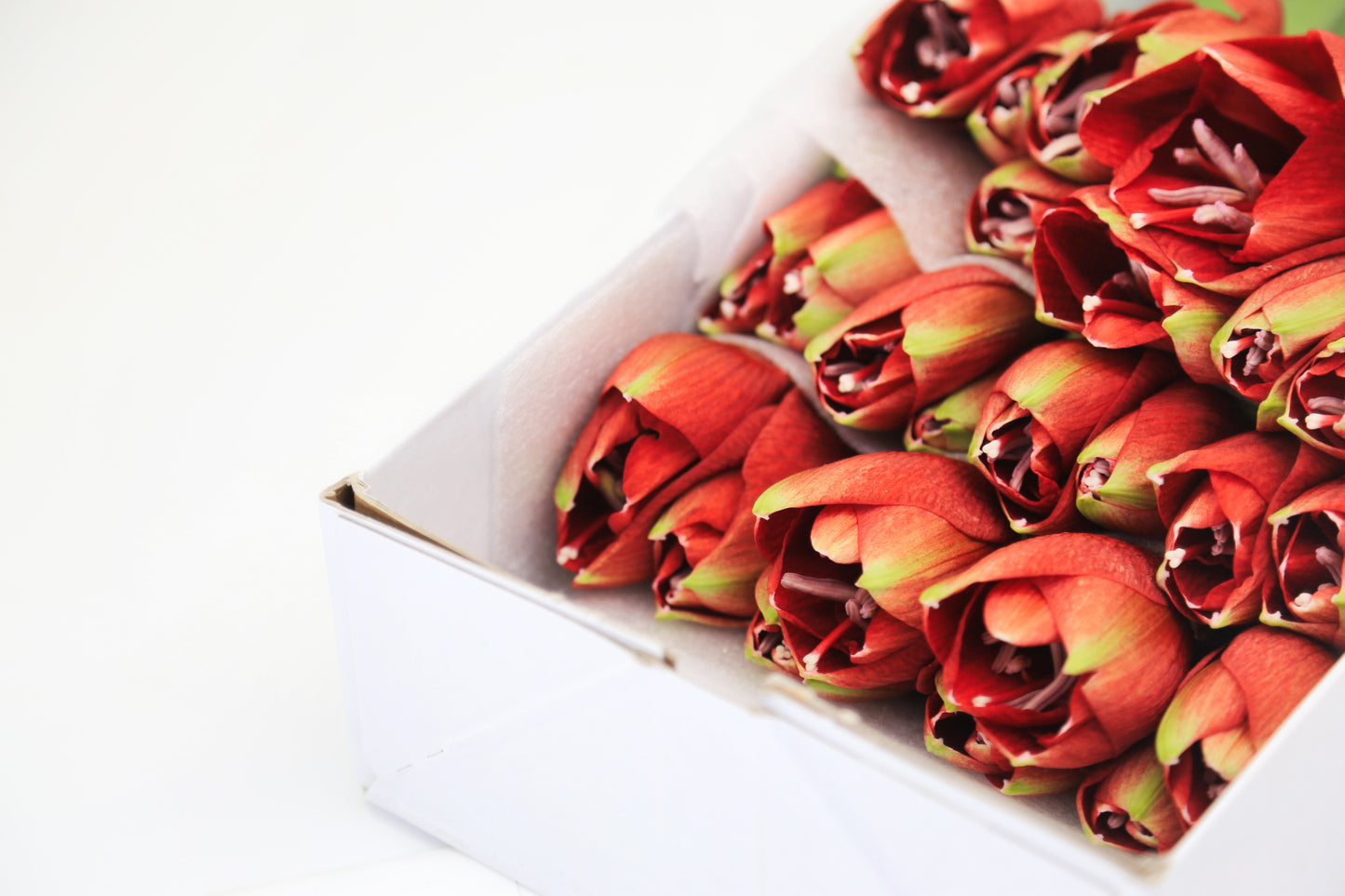 Premium Grade CNY Flowers - Holland Amaryllis