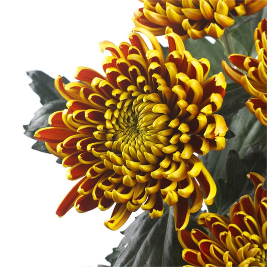 CNY Flowers - Taiwan chrysanthemum (10 stems)