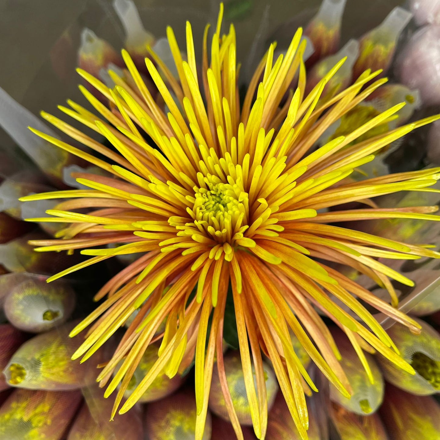 CNY Flowers - Taiwan chrysanthemum firework (10 stems)