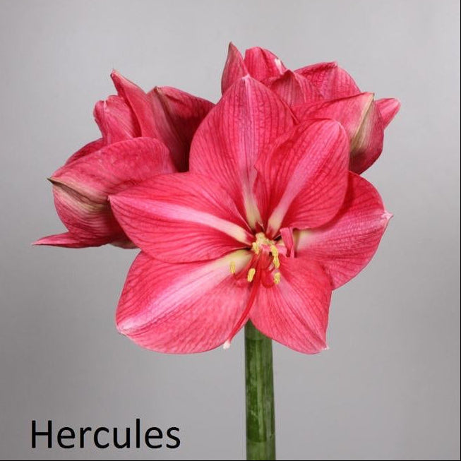 Premium Grade CNY Flowers - Holland Amaryllis