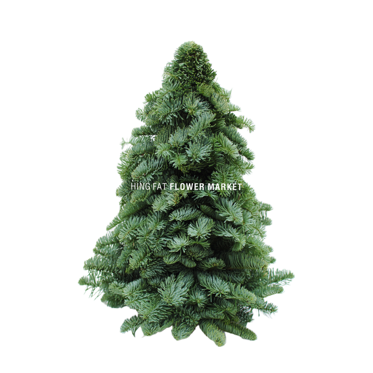 Holland Noble Christmas Tree (30-60cm)
