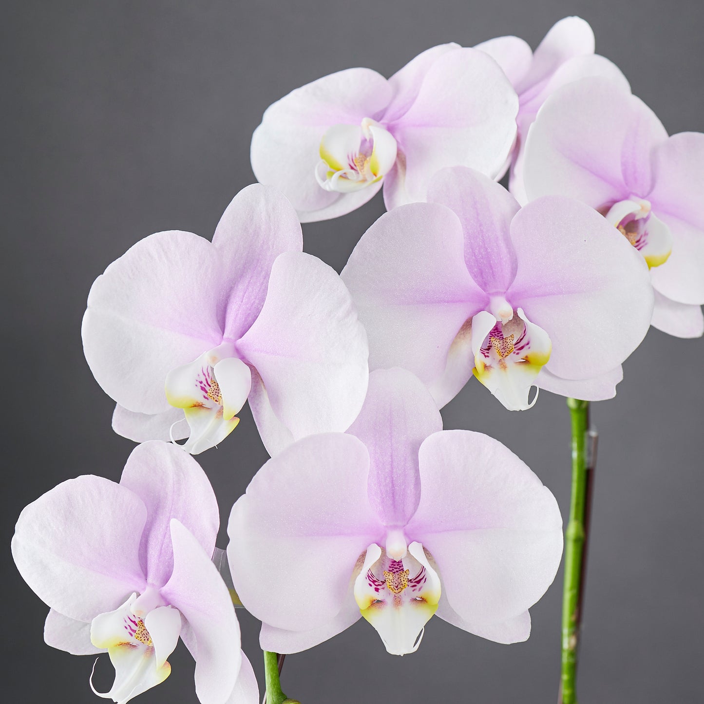 White pink orchid